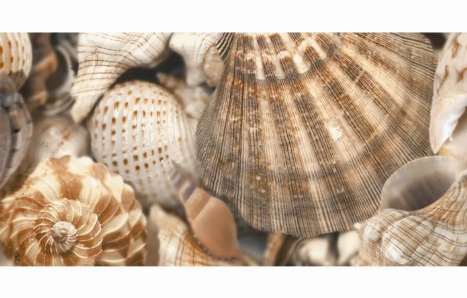 Декор Sea Breeze Shells Decore №3 300x600x9 Golden Tile